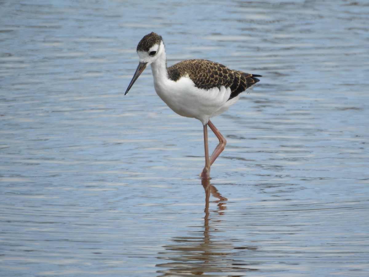 Black-necked Stilt - Melanie Furr