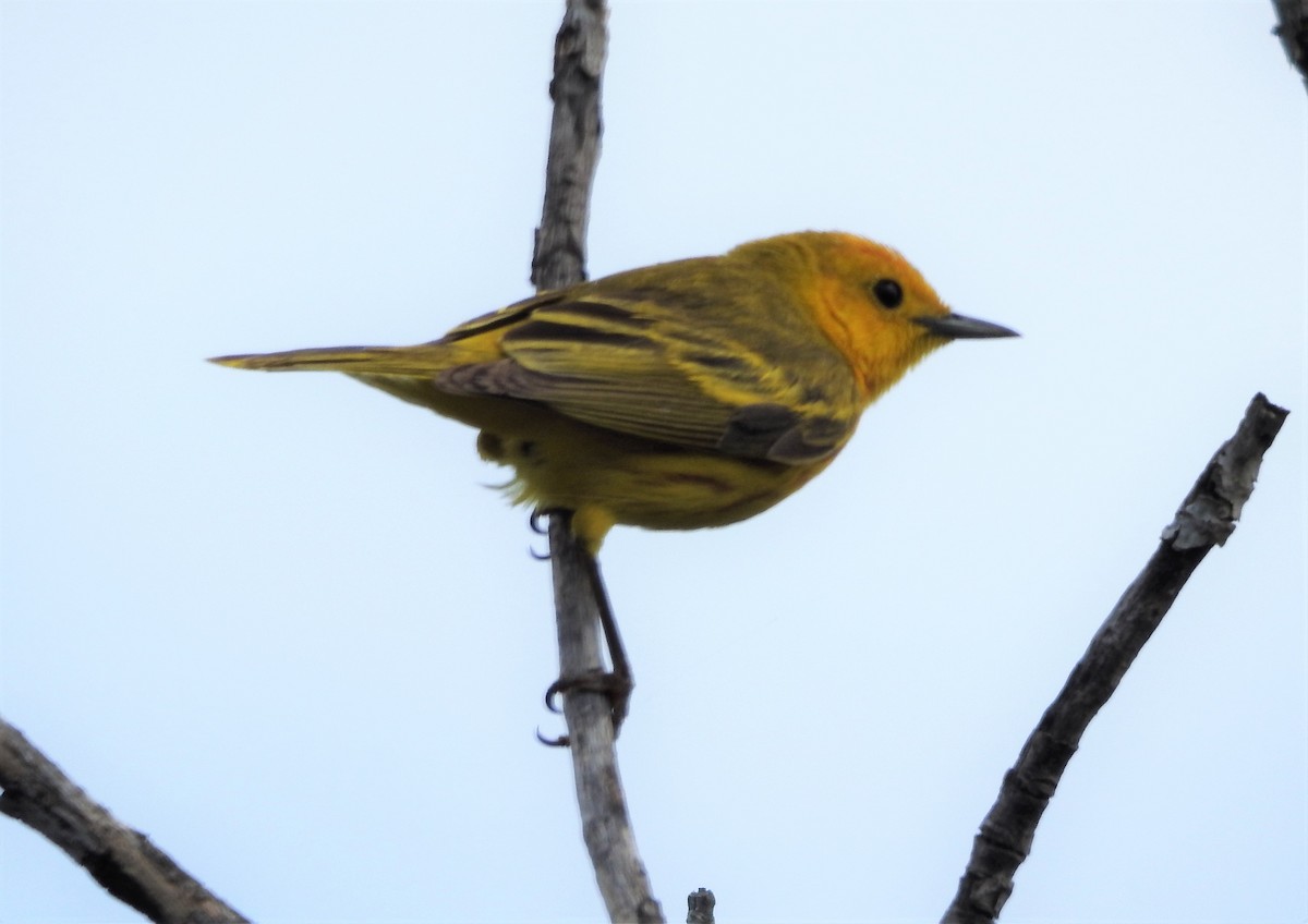 Yellow Warbler (Golden) - Melanie Furr