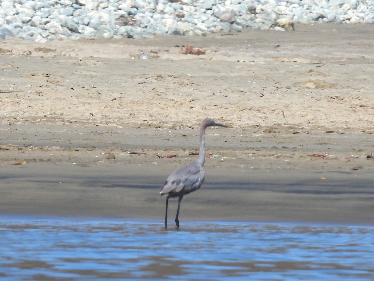 Reddish Egret - bob butler