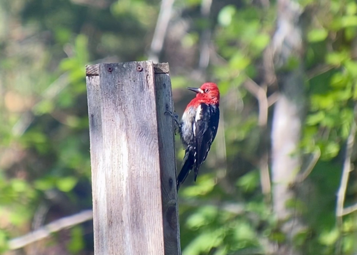 Red-breasted Sapsucker - ML454878241