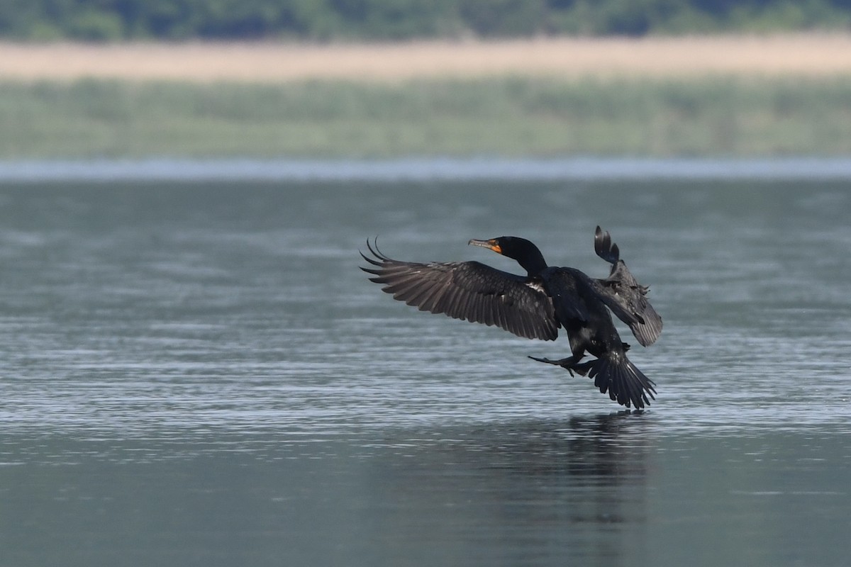 Double-crested Cormorant - ML454878601