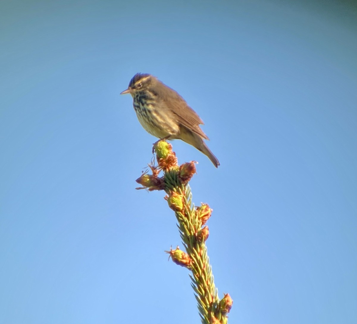 Northern Waterthrush - ML454878801