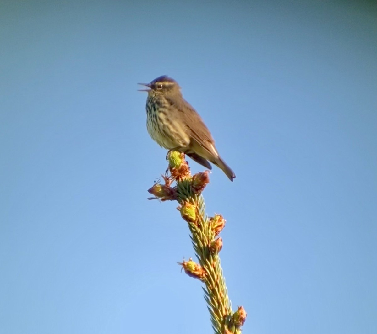 Northern Waterthrush - ML454878831