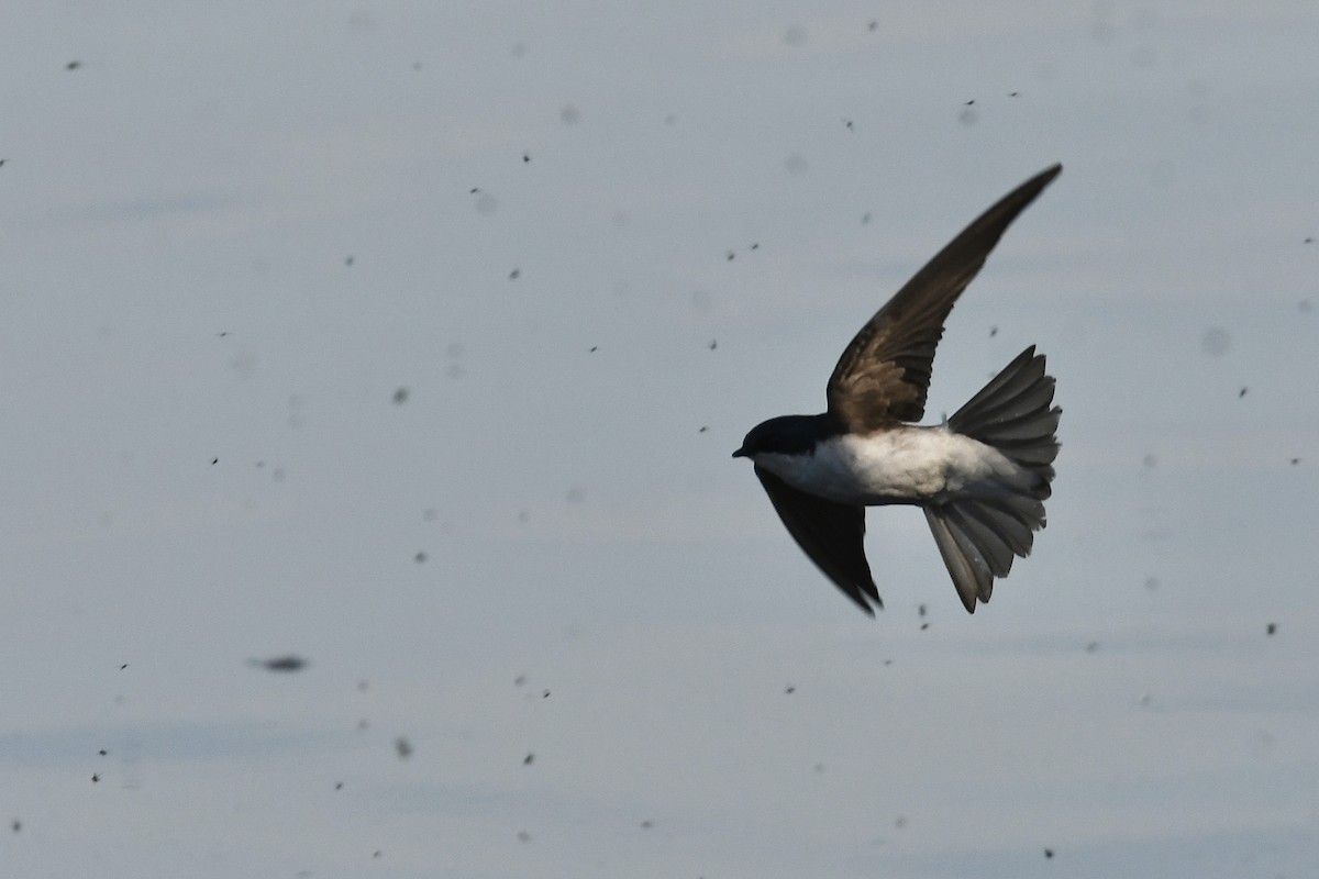 Tree Swallow - ML454879131