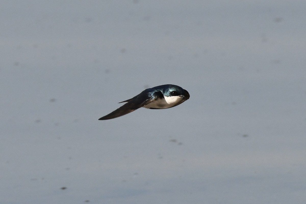 Tree Swallow - ML454879211