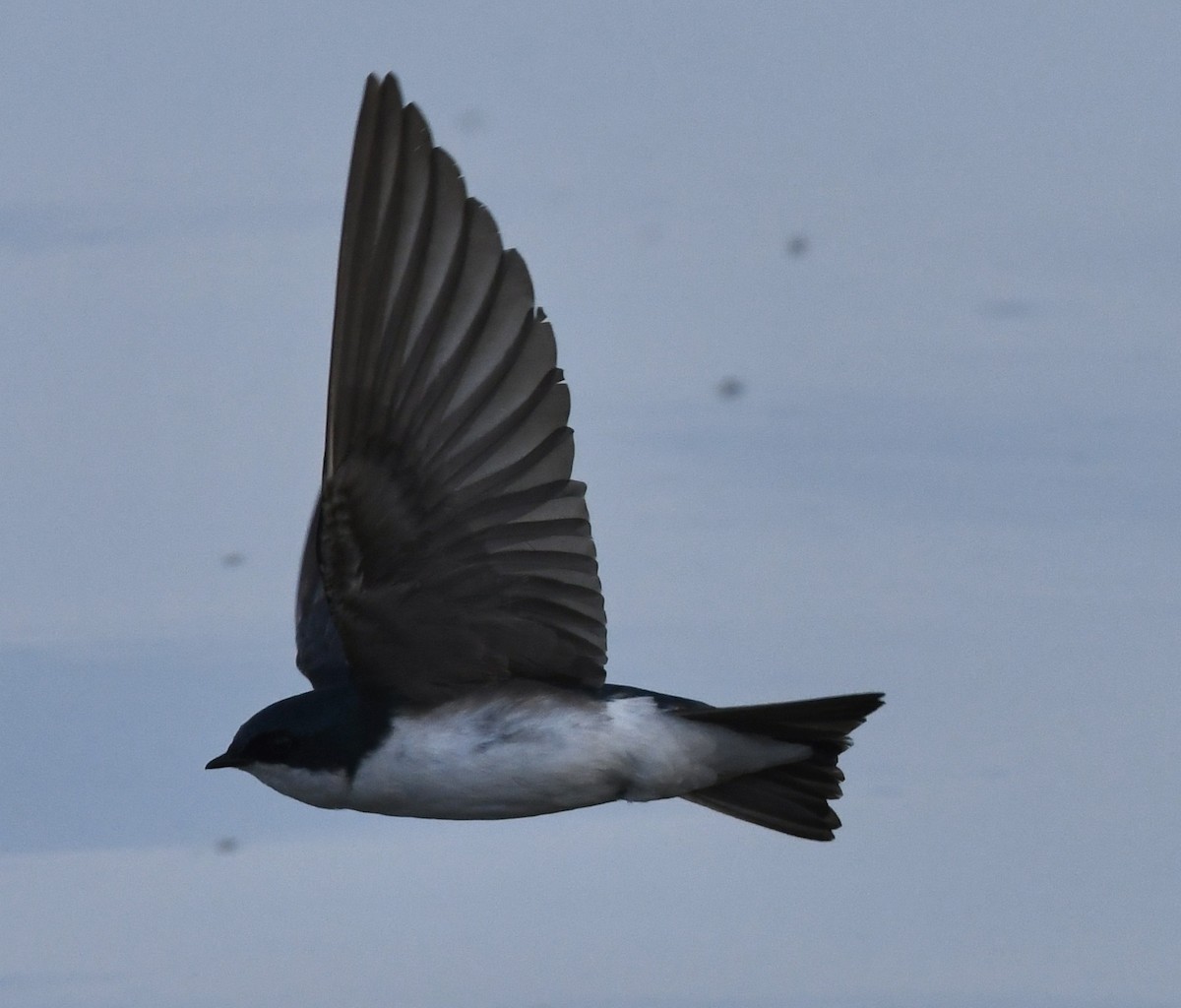 Tree Swallow - ML454879221