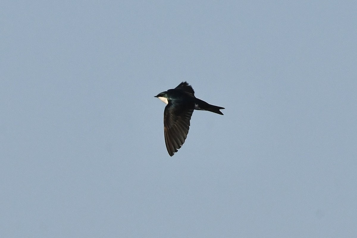 Tree Swallow - ML454879231