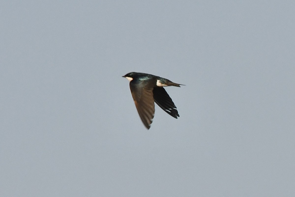 Tree Swallow - ML454879271