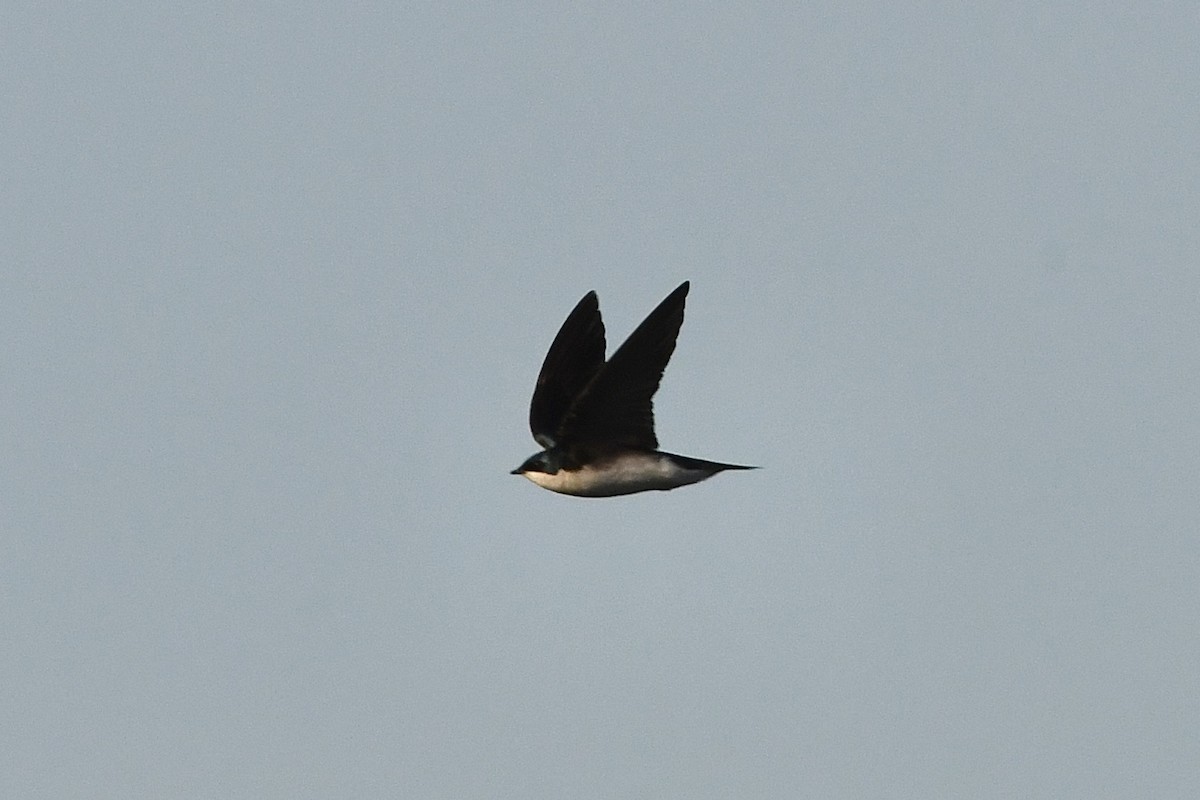 Tree Swallow - ML454879281