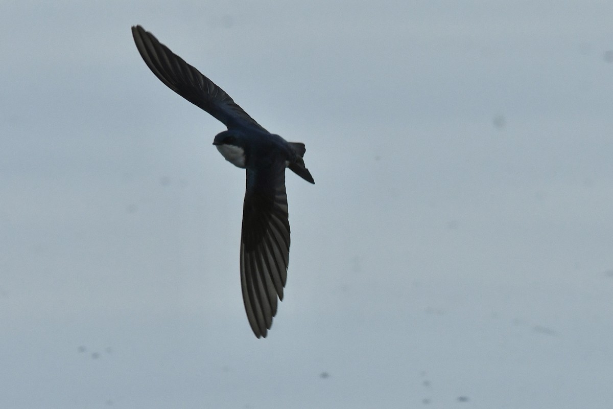 Tree Swallow - ML454879291
