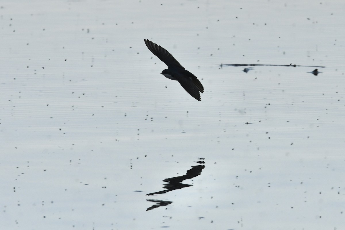 Tree Swallow - ML454879321