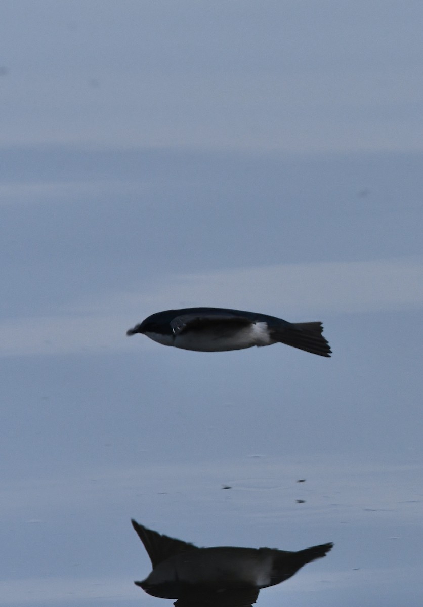 Tree Swallow - ML454879381