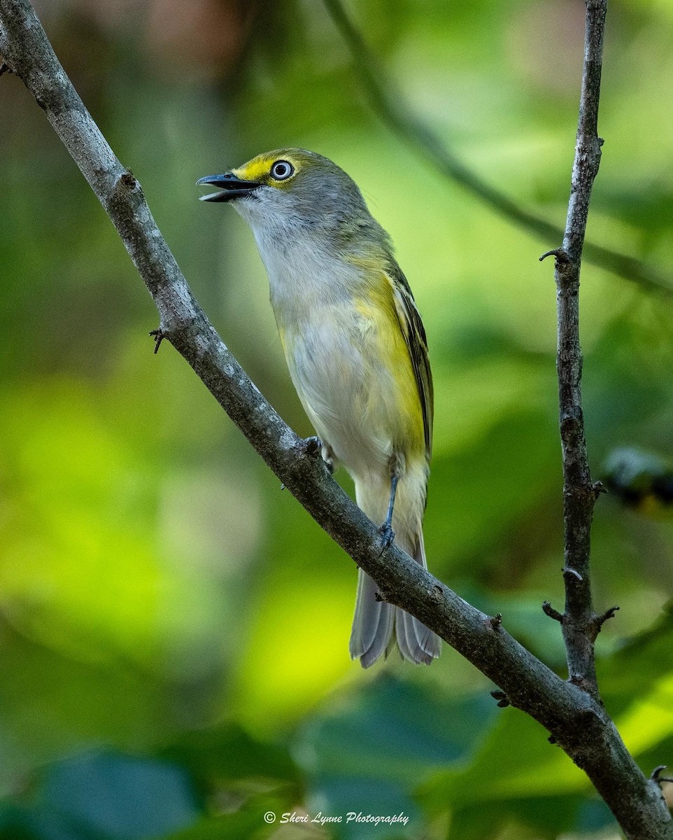 White-eyed Vireo - ML454880681