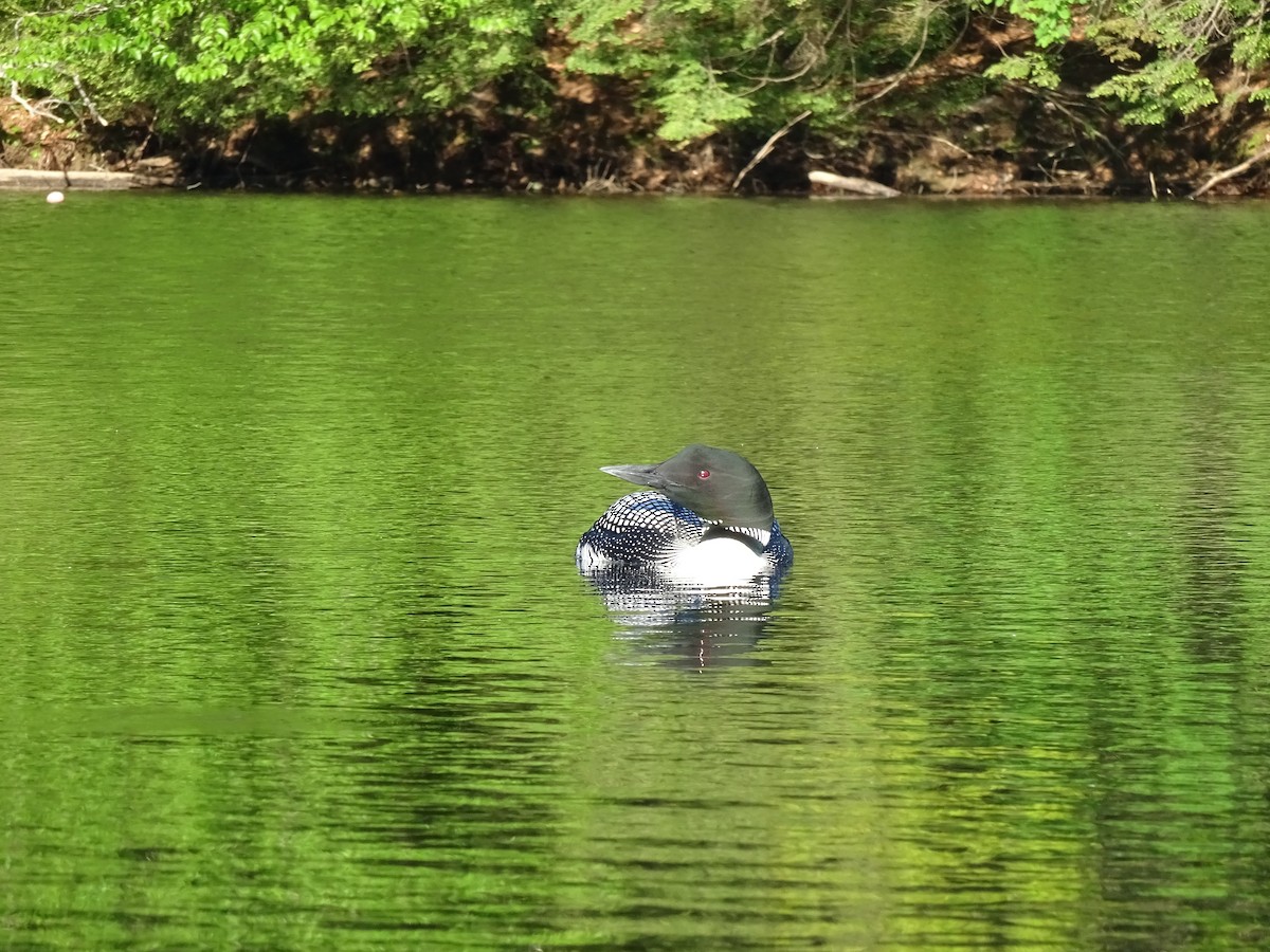 Common Loon - ML454881121