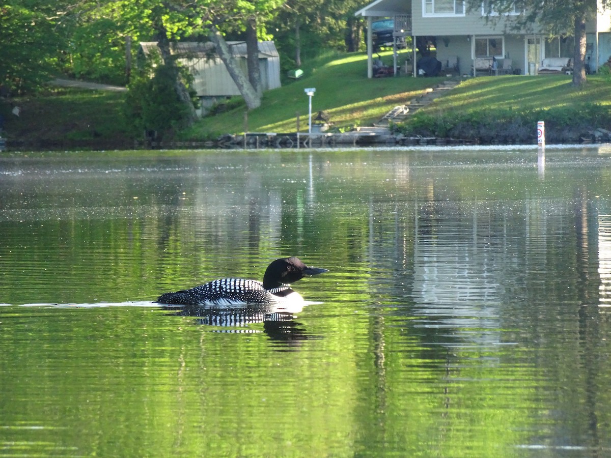 Common Loon - ML454881141