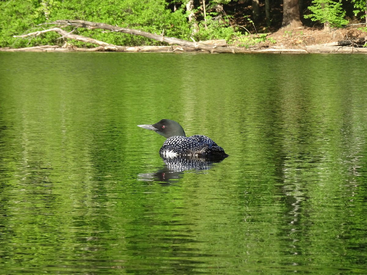 Common Loon - ML454881211