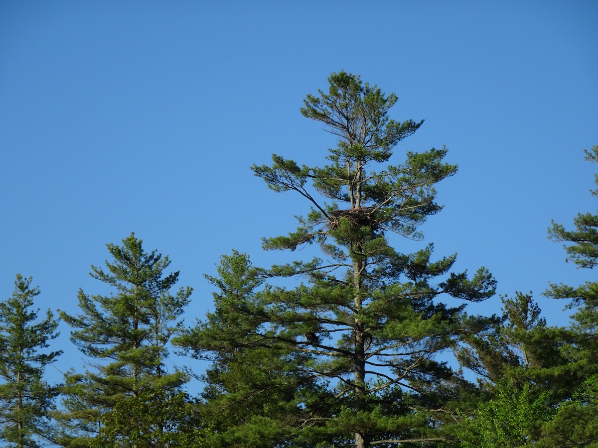 Bald Eagle - ML454881321