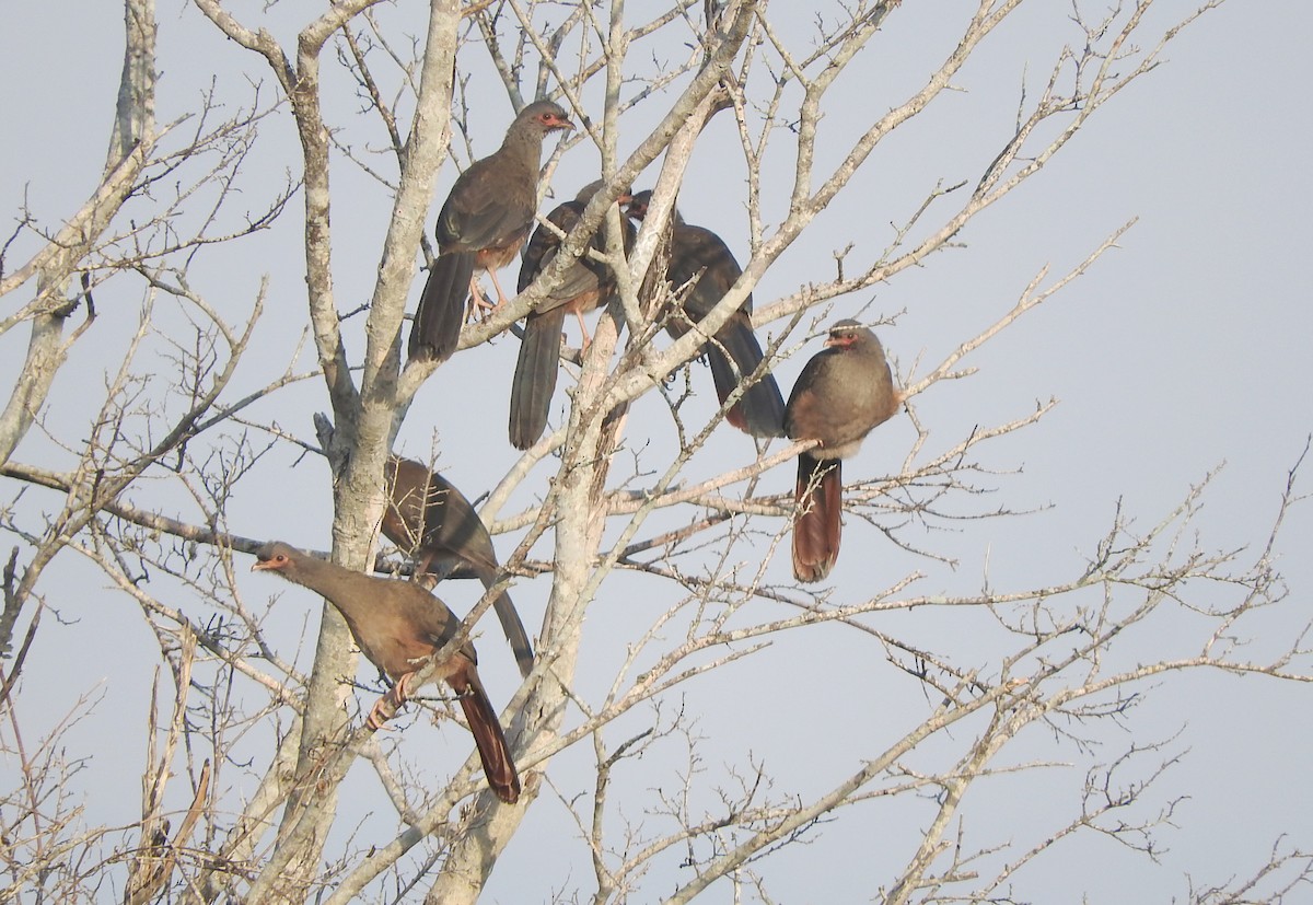 Chaco Chachalaca - ML454881751