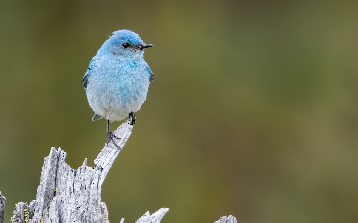 Mountain Bluebird - Mason Maron