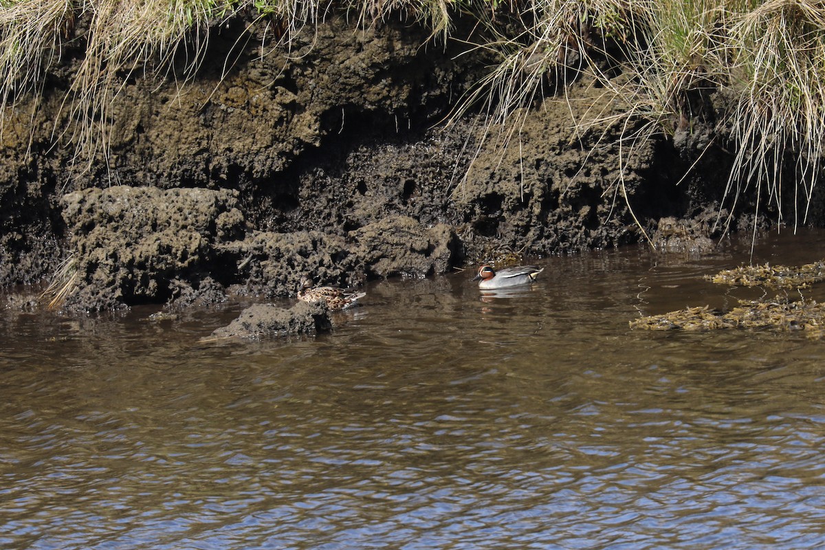 Green-winged Teal (Eurasian) - ML454882621