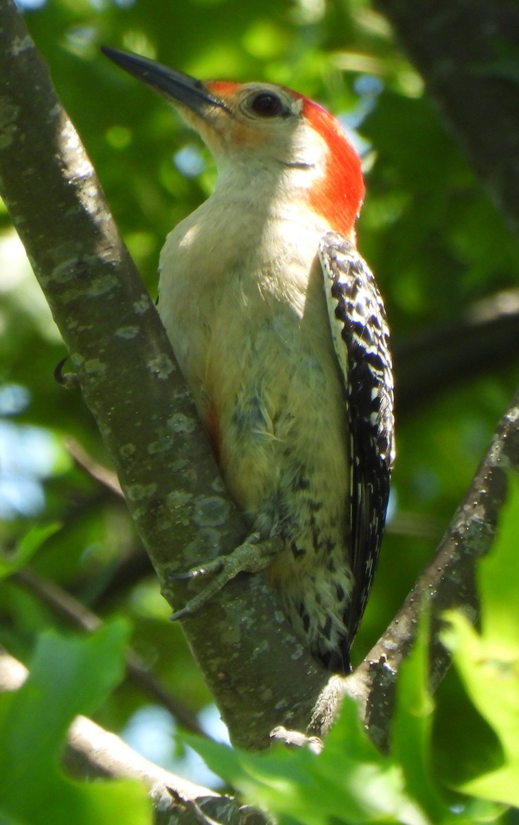 Red-bellied Woodpecker - ML454883141