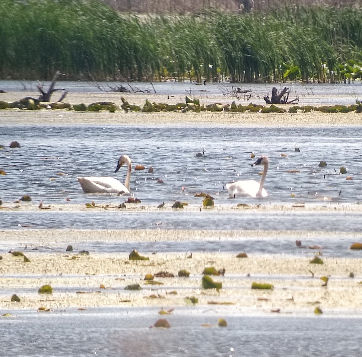 Trumpeter Swan - ML454883741