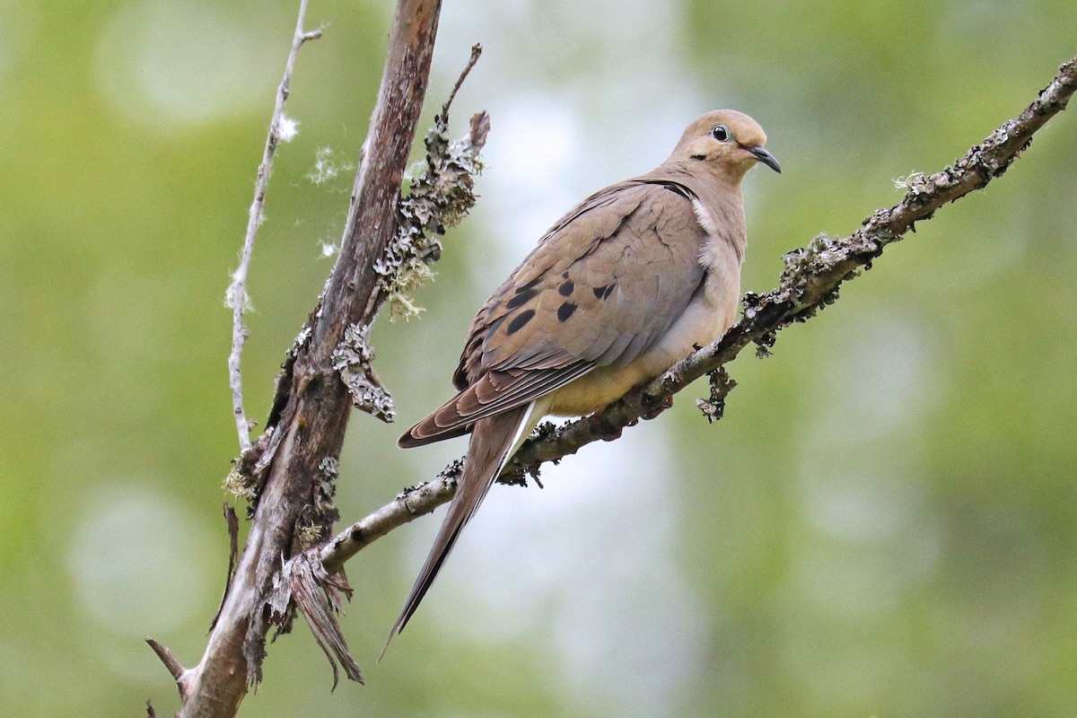 Mourning Dove - Nathan Wall