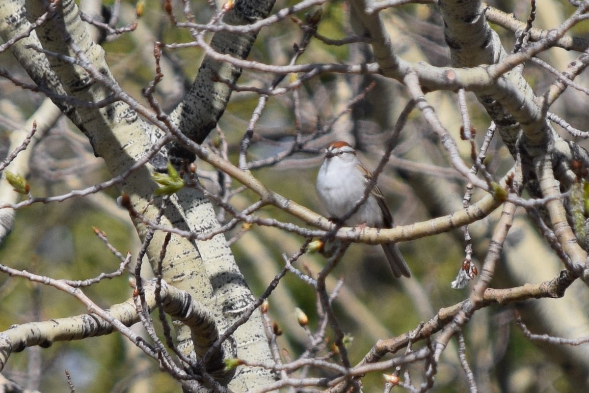 Chipping Sparrow - ML454889011