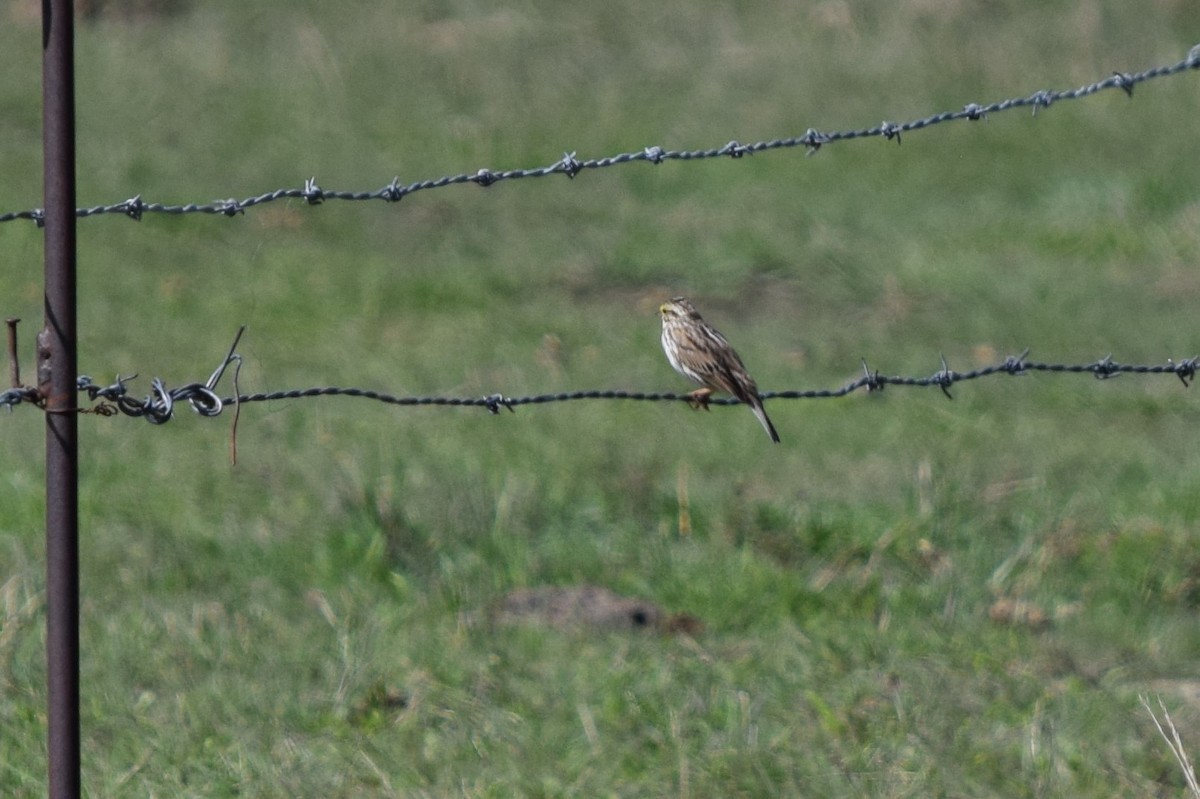 Savannah Sparrow - ML454889051