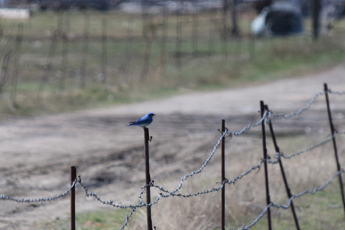 Mountain Bluebird - ML454889141