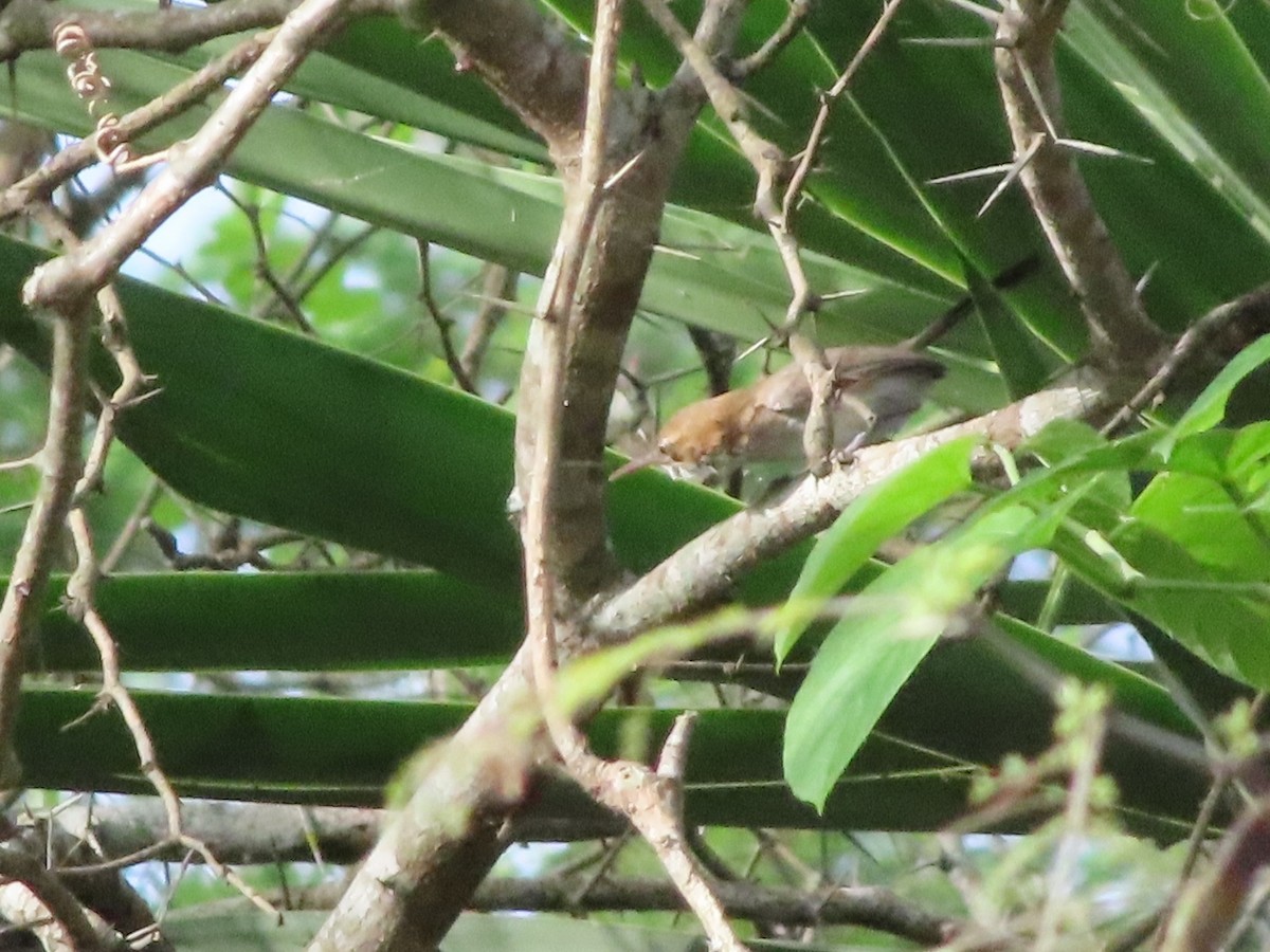 Long-billed Gnatwren (Trilling) - ML454890101