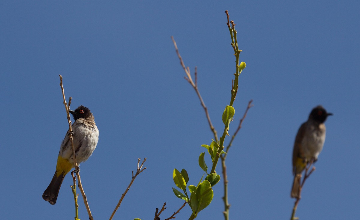 Black-fronted Bulbul - ML45489061