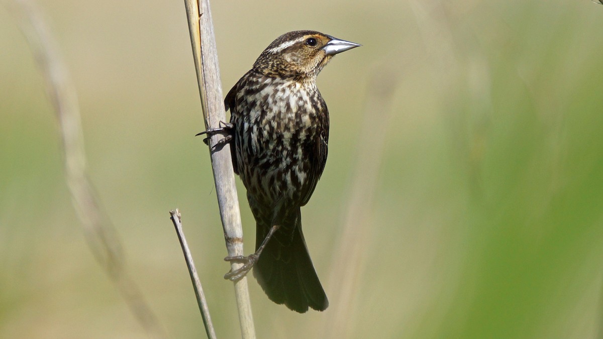 Red-winged Blackbird - ML454890971