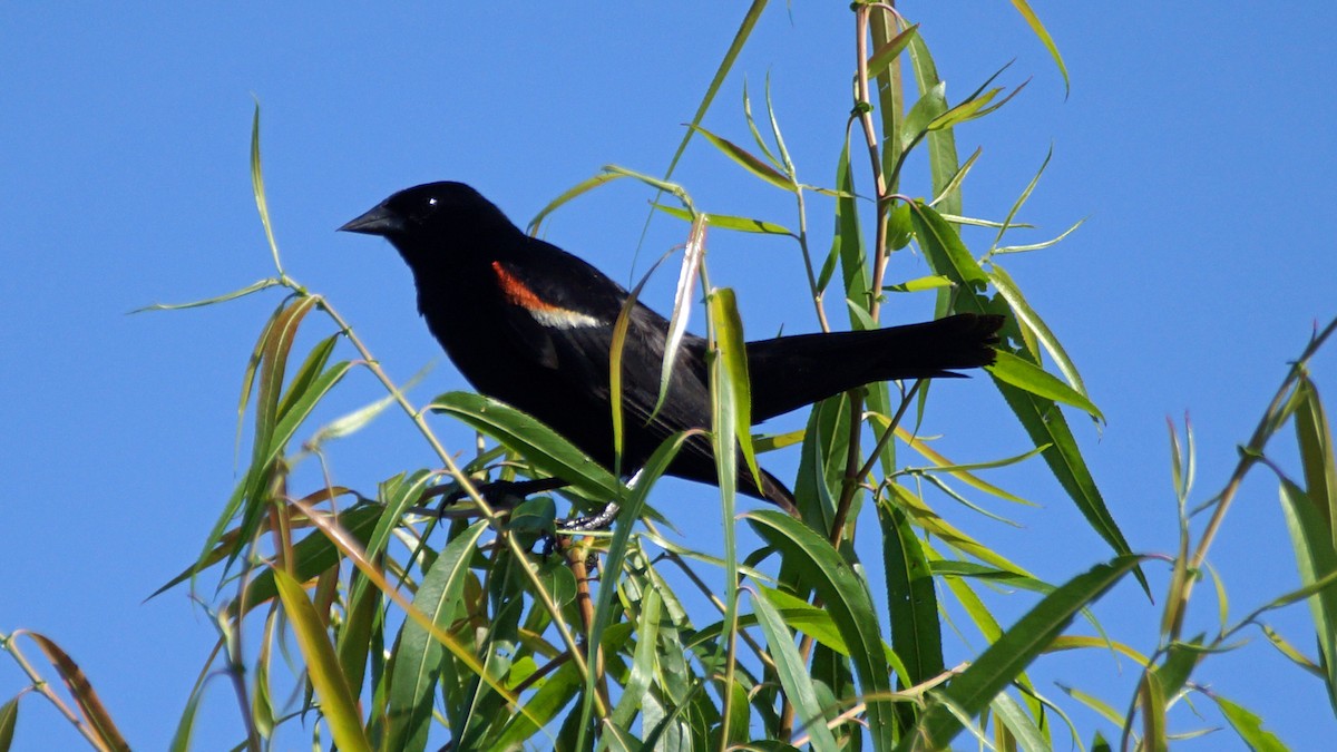 Red-winged Blackbird - ML454891031