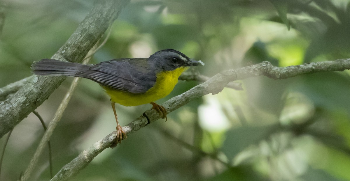 Gray-and-gold Warbler - Caleb Putnam