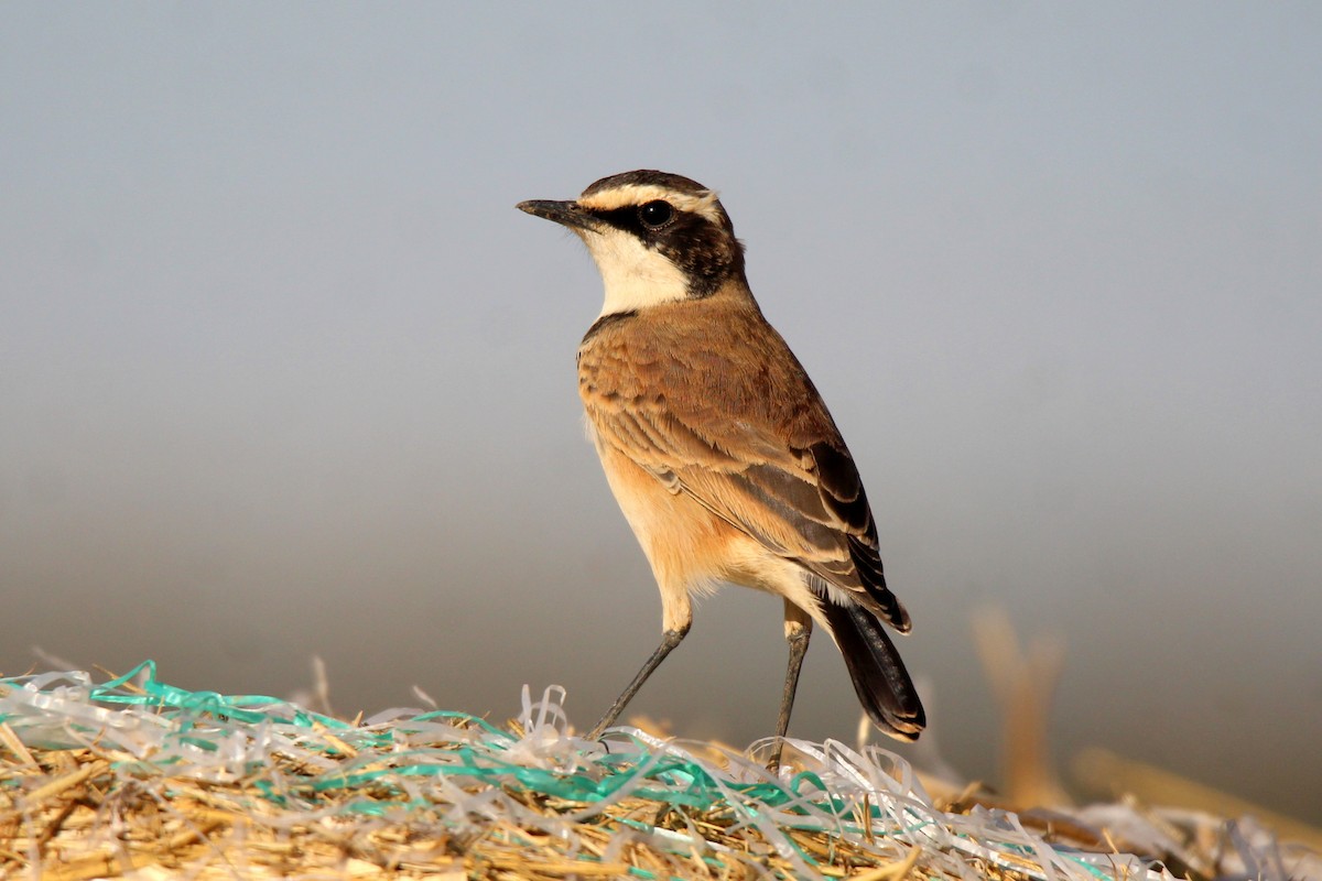 Capped Wheatear - ML454891711