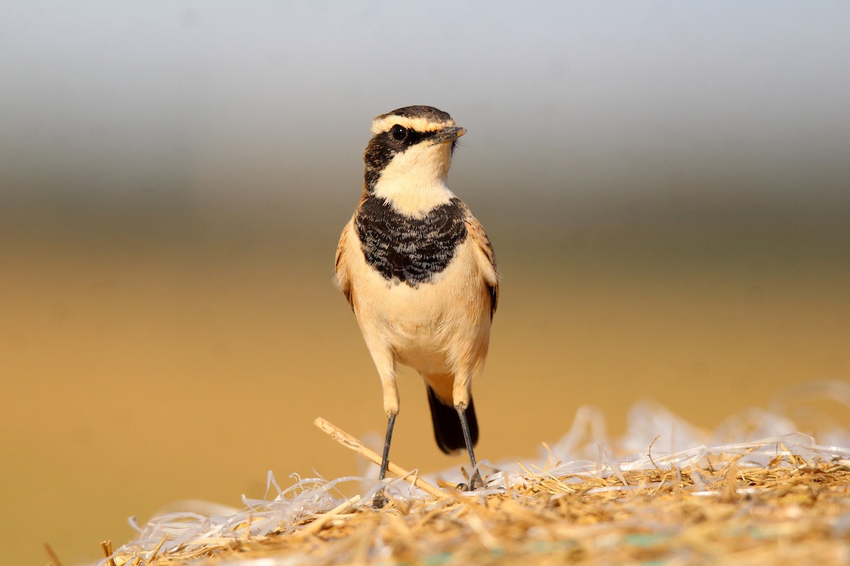 Capped Wheatear - 少杰 郦