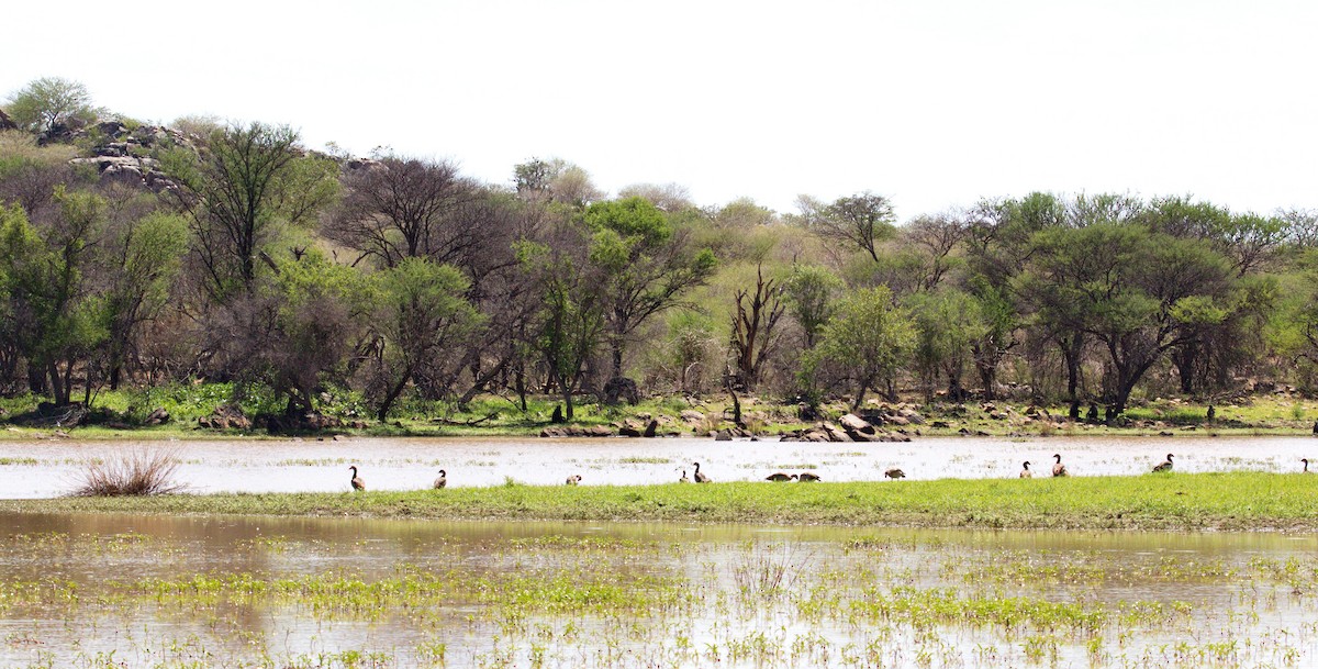 Egyptian Goose - ML45489181