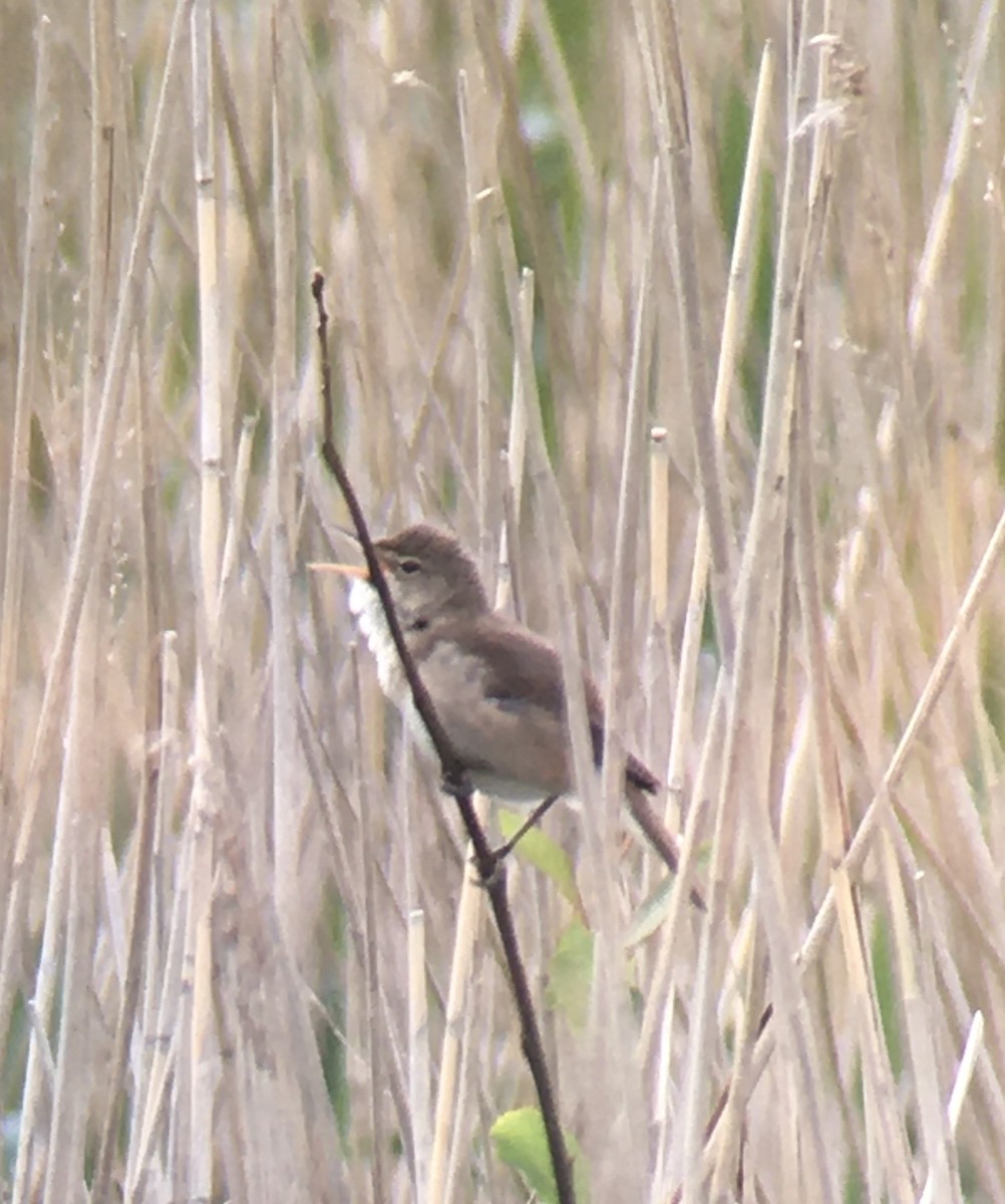 Common Reed Warbler - ML454891991