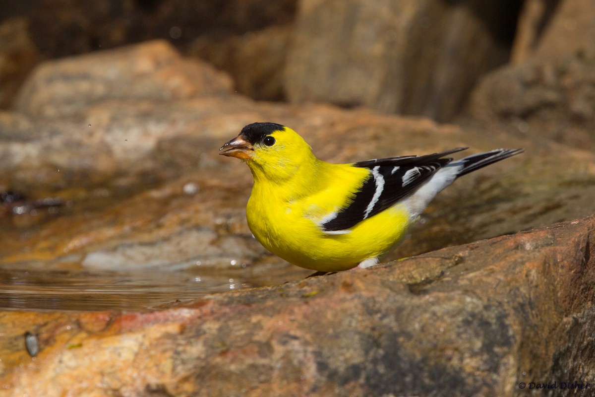 American Goldfinch - David Disher