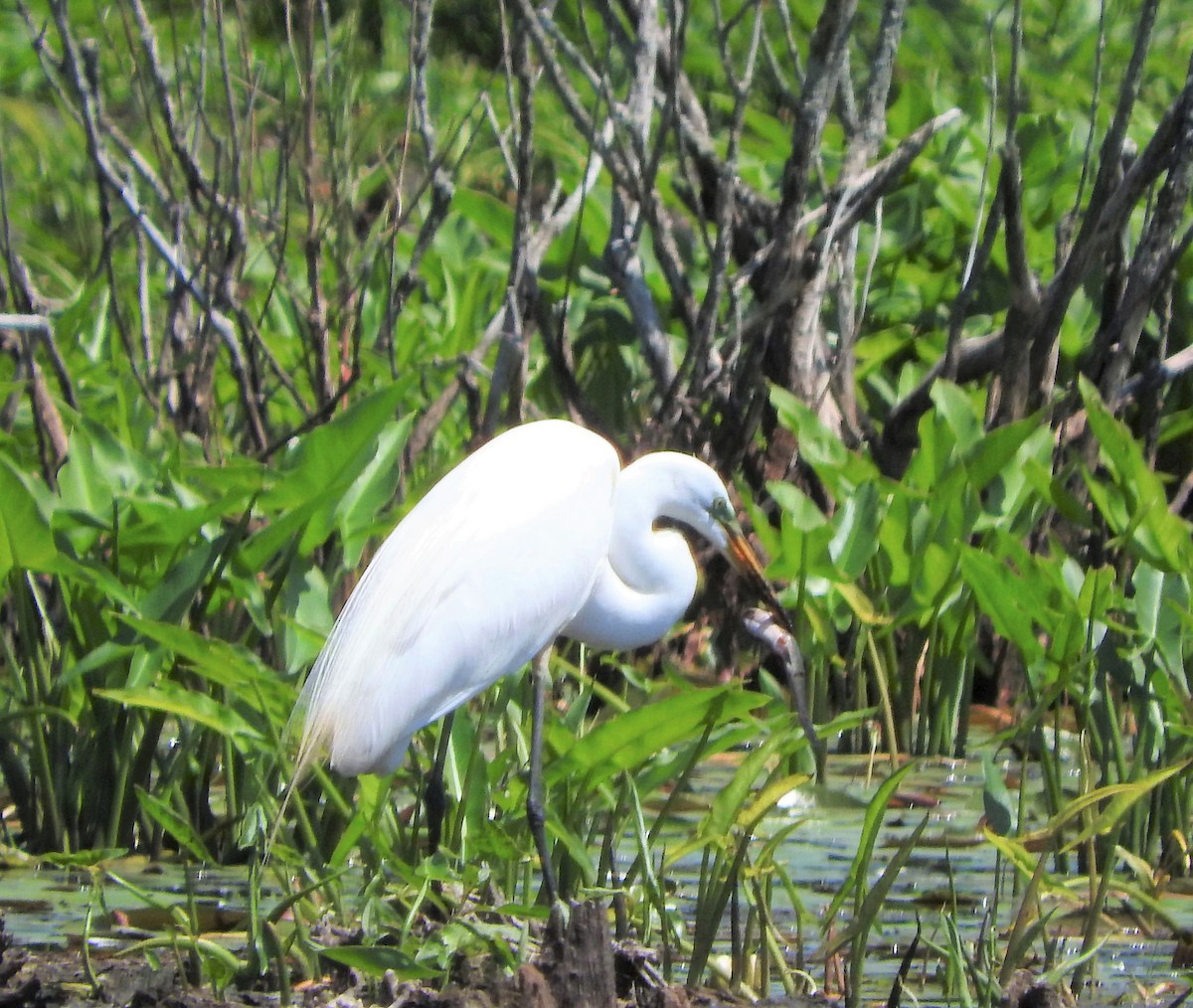 Grande Aigrette - ML454893091