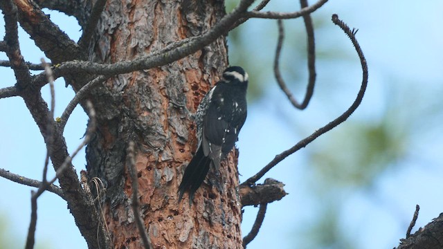 Williamson's Sapsucker - ML454893111