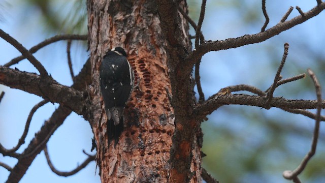 Williamson's Sapsucker - ML454893161