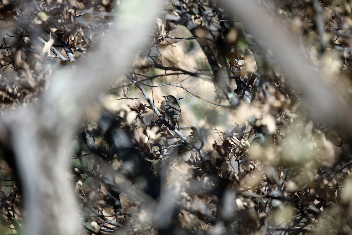 Warbling Vireo (Western) - ML454893261