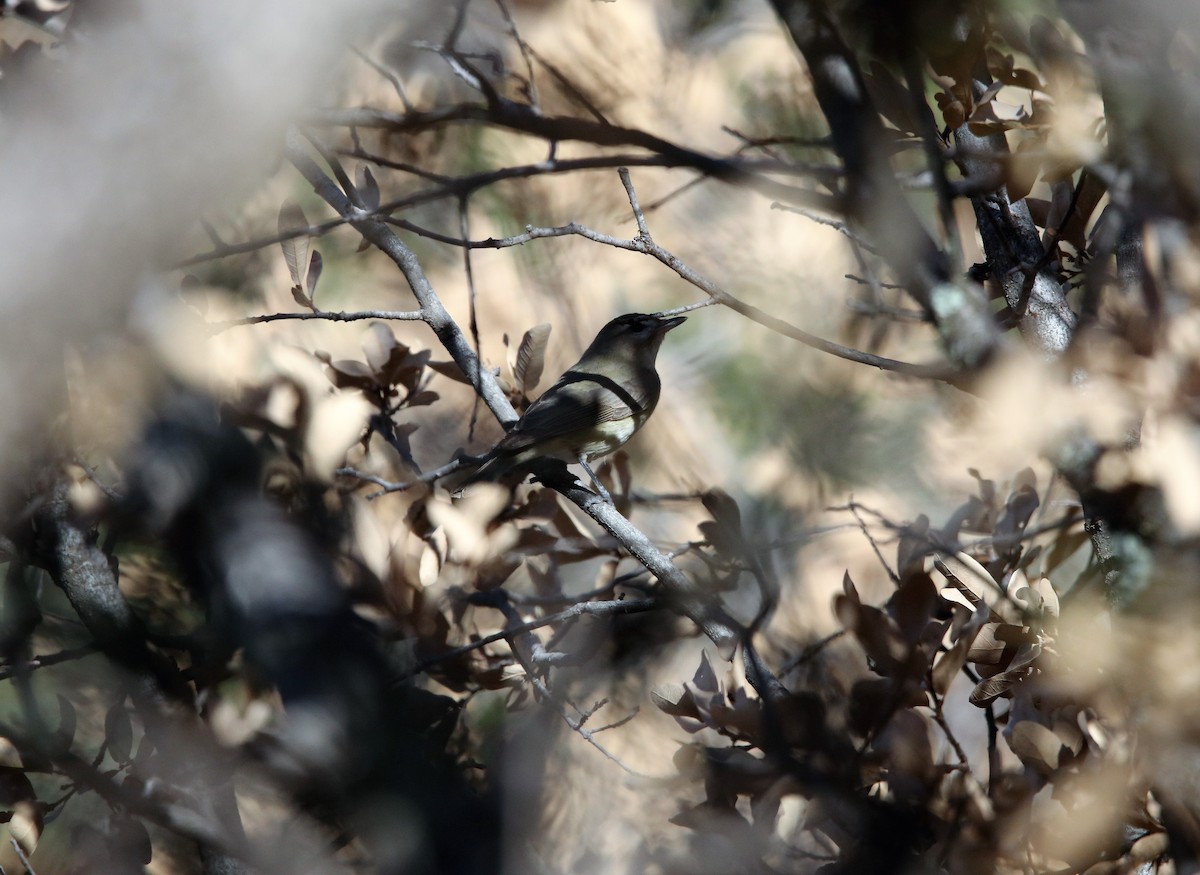 Warbling Vireo (Western) - Jeff Sexton