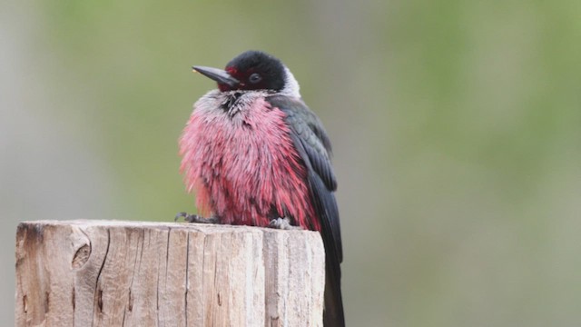 Lewis's Woodpecker - ML454894481
