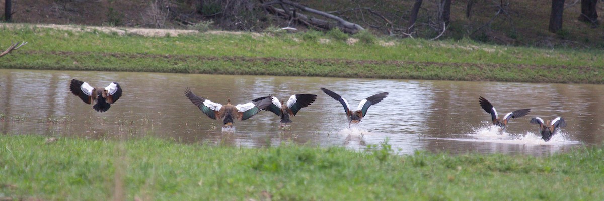 Egyptian Goose - ML45489451