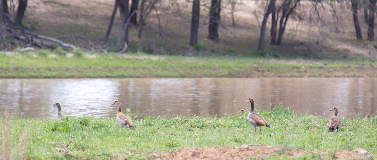 Egyptian Goose - ML45489461