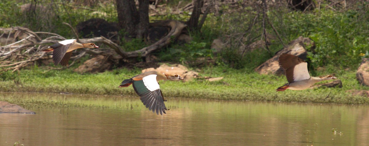 Egyptian Goose - ML45489471