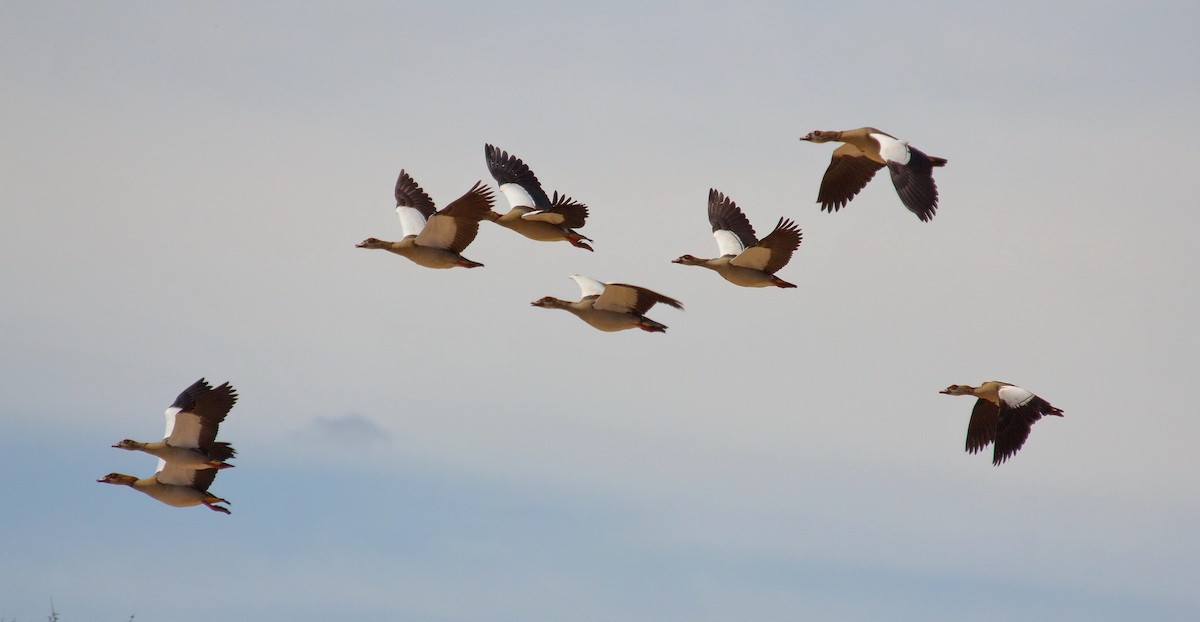 Egyptian Goose - Andrey Vlasenko